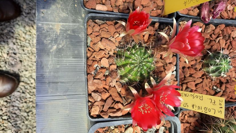  - Cactusi infloriti 2021