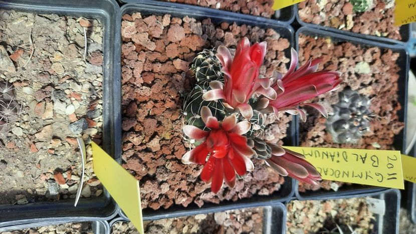  - Cactusi infloriti 2021