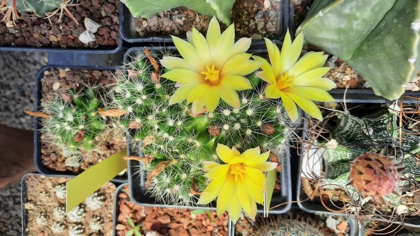  - Cactusi infloriti 2021