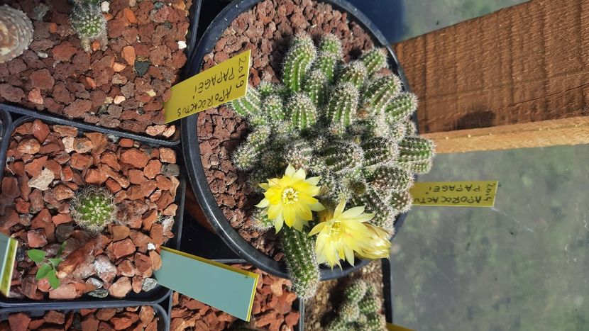  - Cactusi infloriti 2021