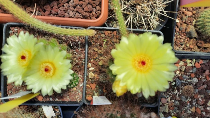  - Cactusi infloriti 2021