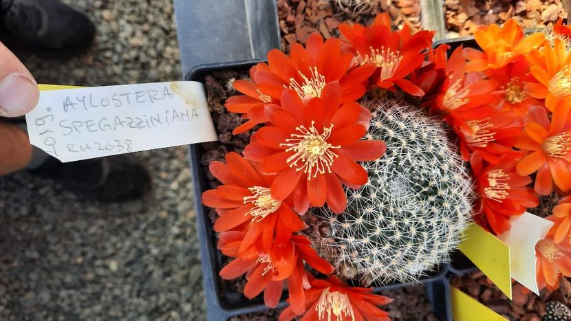  - Cactusi infloriti 2021