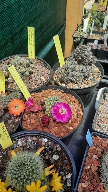 IMG-20210616-WA0028 - Cactusi infloriti 2021
