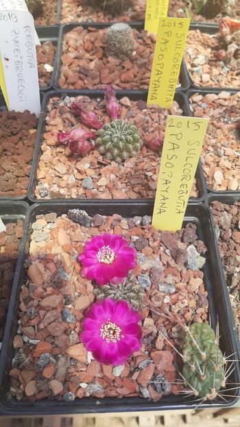 IMG-20210616-WA0027 - Cactusi infloriti 2021