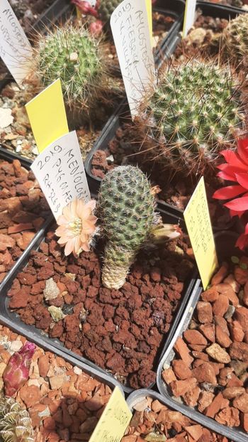 IMG-20210616-WA0025 - Cactusi infloriti 2021