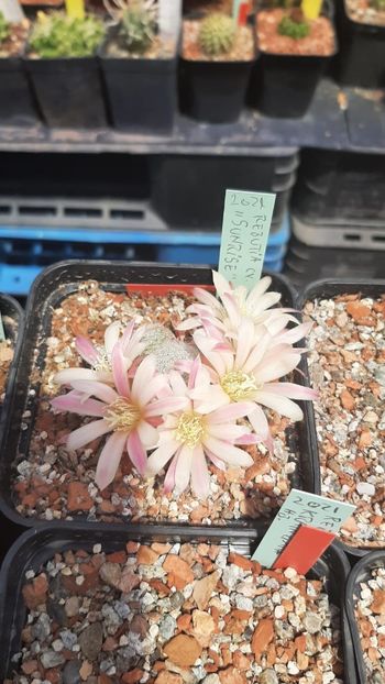 IMG-20210616-WA0015 - Cactusi infloriti 2021