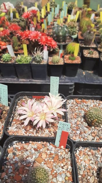 IMG-20210616-WA0016 - Cactusi infloriti 2021