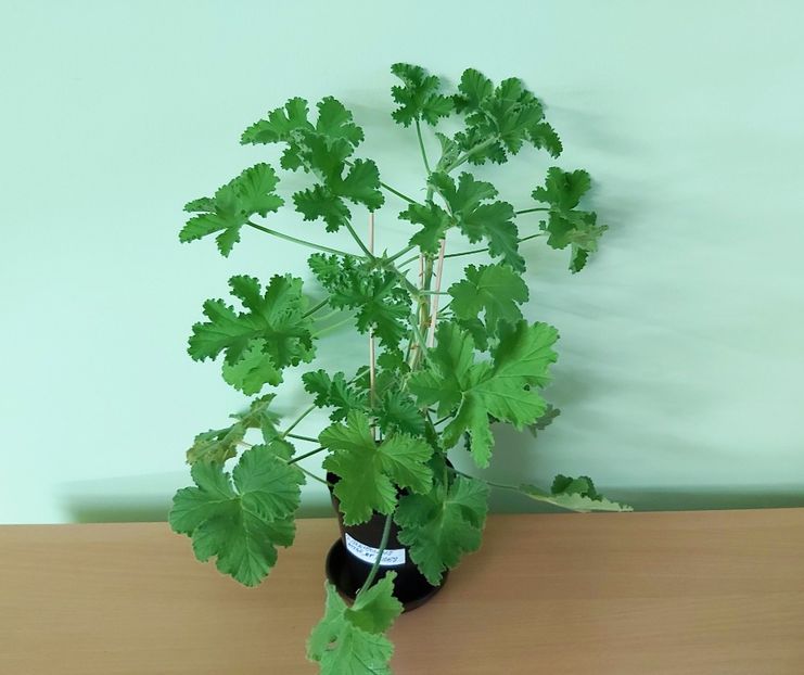 Muscata Attar of Roses (20) - 1 - Disponibile plante de vanzare 2021 DOAR pentru bucuresteni