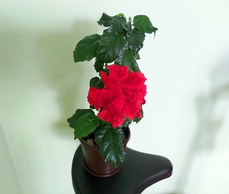 23.06 - Hibiscusi 2021