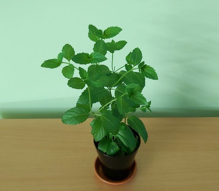 23.06 - Menta super-parfumata 2021