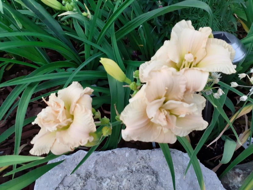 Schnickel Fritz - Hemerocallis 2021