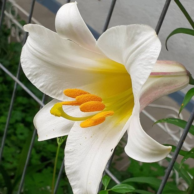 24 06 2021 - Iunie 2021