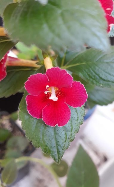  - R21 - BRID s SOFIA