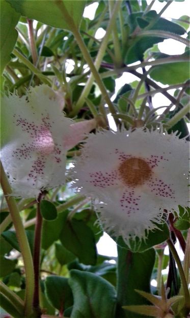  - Alsobiea mea astazi!!!