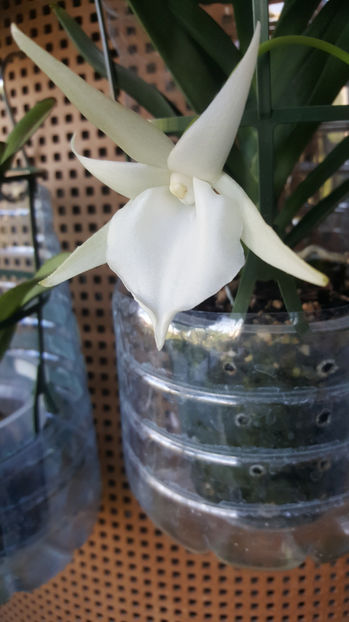 angraecum "Lady Lisa"x sesquipedale - Orhidee_3_monopodiale