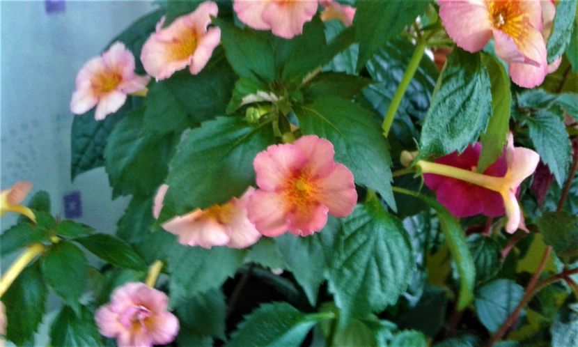  - 0000 ACHIMENES