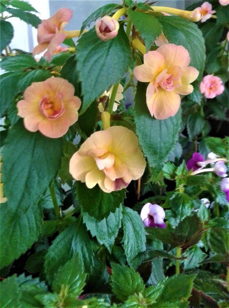  - 0000 ACHIMENES