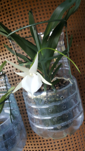 angraecum "Lady Lisa"x sesquipedale - Orhidee_3_monopodiale