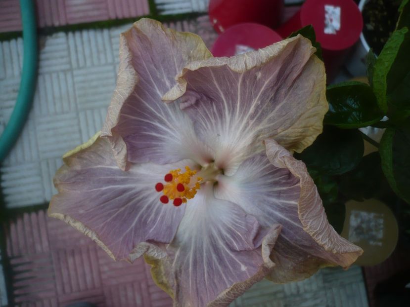 P1480751 - HIBISCUSI 2021-1