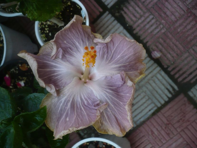 P1480762 - HIBISCUSI 2021-1