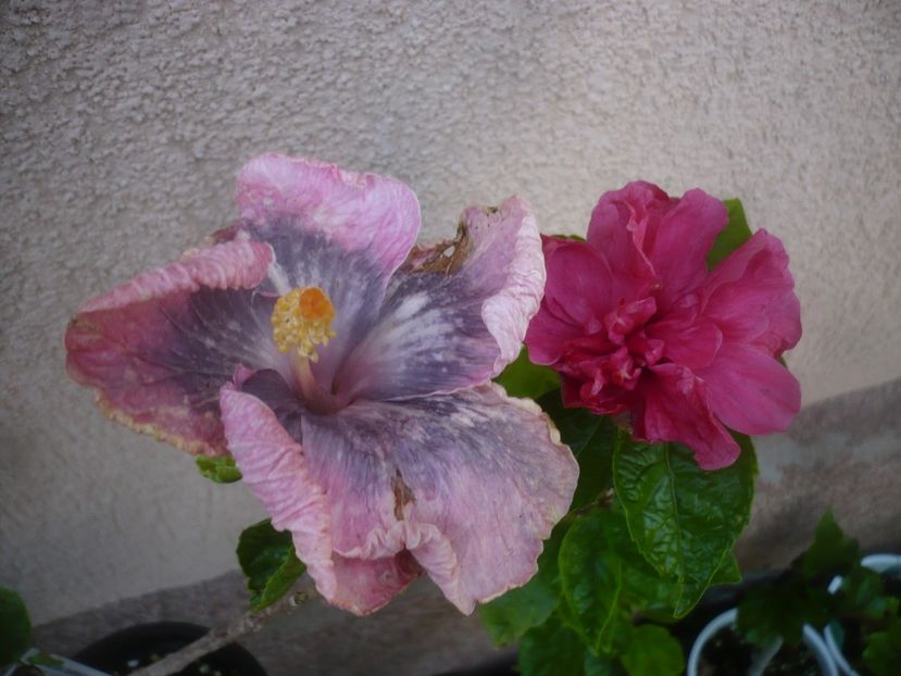 P1480733 - HIBISCUSI 2021-1