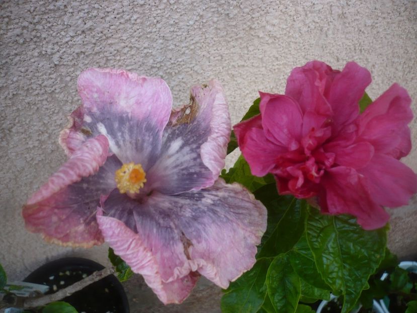 P1480734 - HIBISCUSI 2021-1