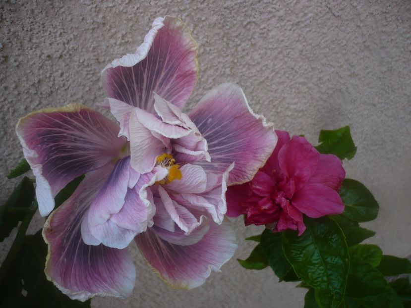 P1480736 - HIBISCUSI 2021-1