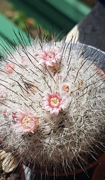 Mammillaria ritteriana - Mammillaria