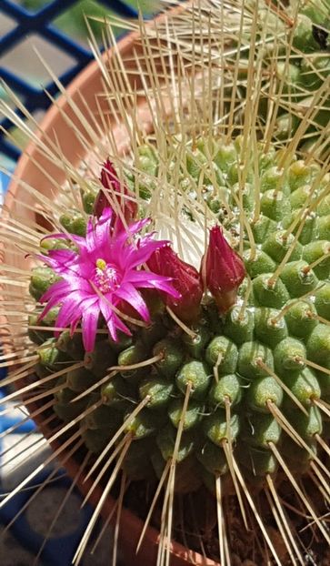 Mammillaria spinosissima cv Un Pico - Mammillaria