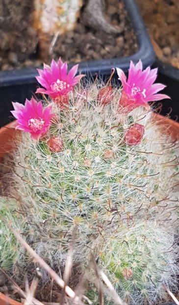 Mammillaria bocasana roseiflora - Mammillaria