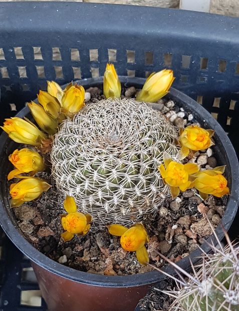 Rebutia arenacea - Rebutia