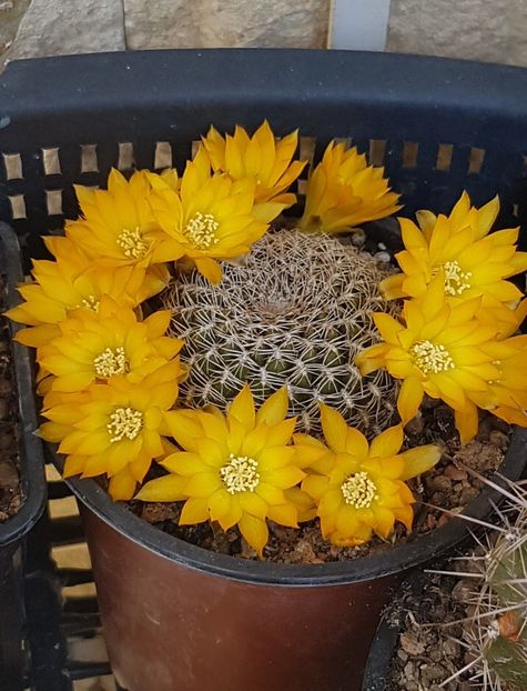 Rebutia arenacea - Rebutia