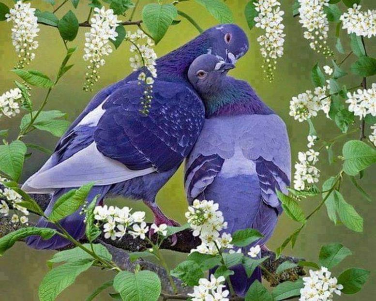  - NU IMI APARTIN ALBUM NR 2