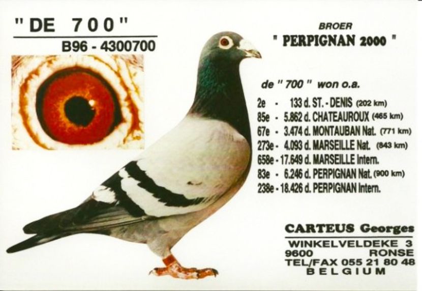 DE 700 - WITTNEUS - Team Vollebregt semifrate WITTNEUS 006 1 nat MARSEILLE 2017 1011 km