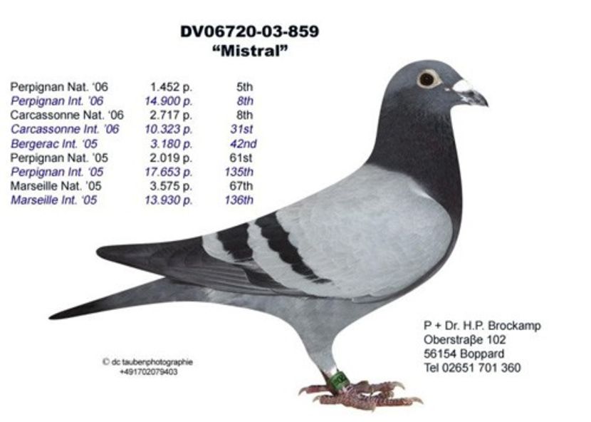 MISTRAL - WITTNEUS - Team Vollebregt semifrate WITTNEUS 006 1 nat MARSEILLE 2017 1011 km