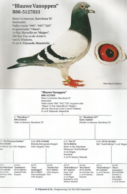 BLAUWE VANOPPEN - WITTNEUS - Team Vollebregt semifrate WITTNEUS 006 1 nat MARSEILLE 2017 1011 km