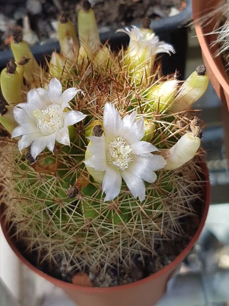 Mammillaria spinosissima - Mammillaria
