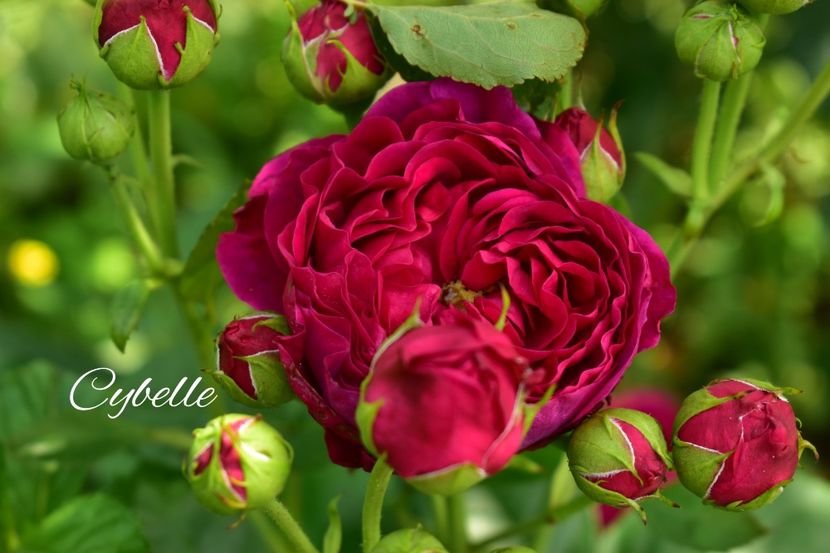 AddText_06-24-02.08.31 - Trandafiri 2021