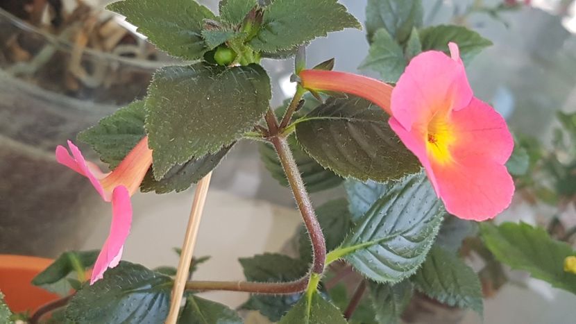  - Peach Cascade p