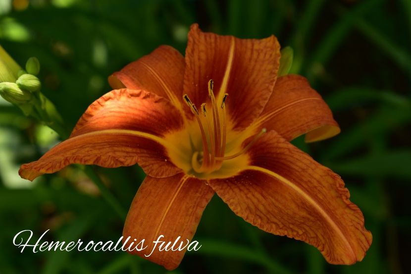 AddText_06-23-02.41.17 - Hemerocallis 2021