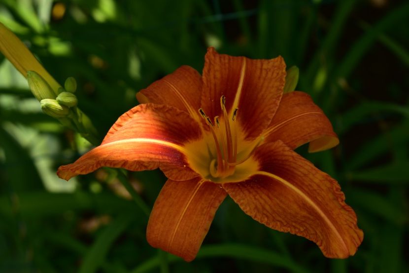  - Hemerocallis 2021