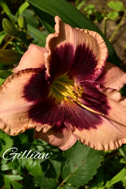 AddText_06-24-02.05.57 - Hemerocallis 2021