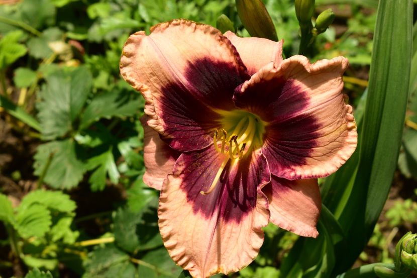  - Hemerocallis 2021