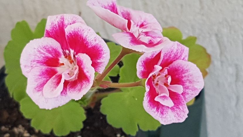  - Spĺash pierduta 2024