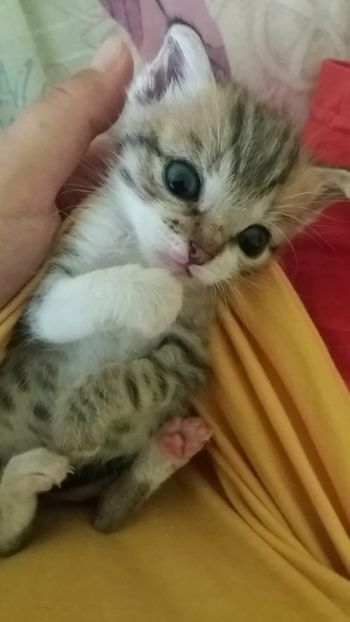 Ne place in marsupiu ;) - Povestea unui pisic mic