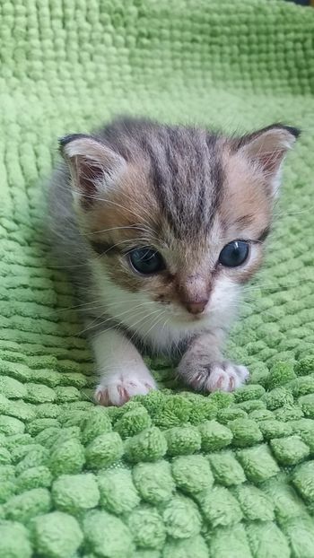  - Povestea unui pisic mic