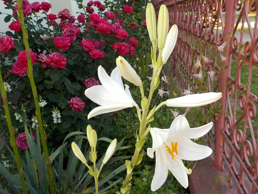  - lilium candidum
