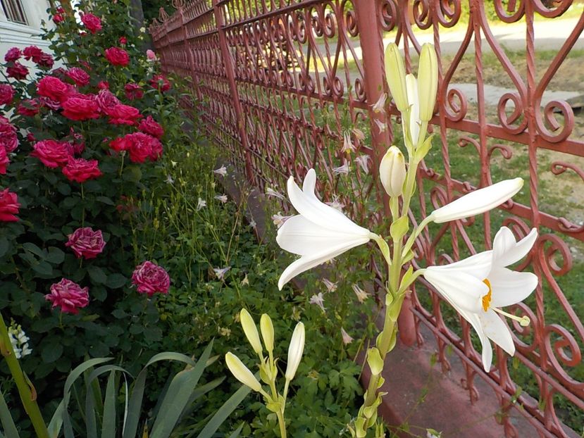  - lilium candidum