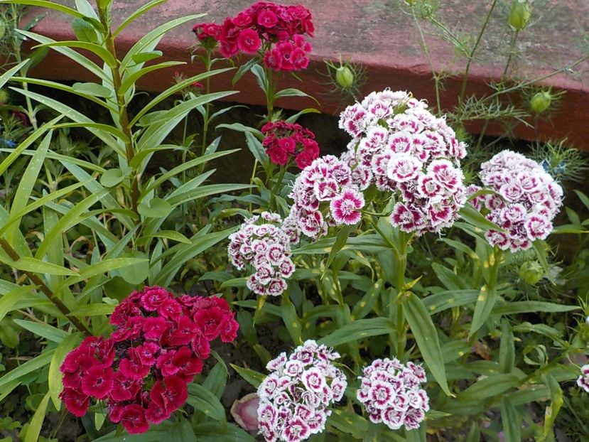  - dianthus