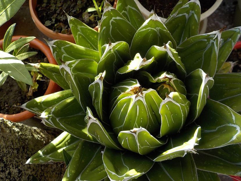  - agava victoriae reginae